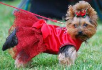 /album/galleria-foto-yorkshire-terrier/download-6-jpg/